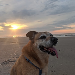 Team Page: Johnny Tail Wags